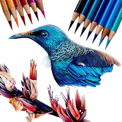 Colour Pencil Portrait